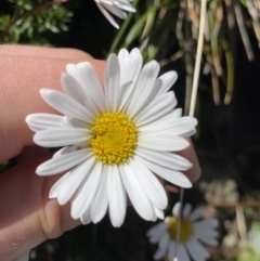Brachyscome nivalis (Snow Daisy) at Kosciuszko National Park, NSW - 21 Jan 2022 by NedJohnston
