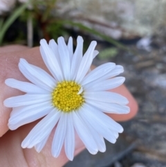 Brachyscome stolonifera (Spreading Daisy, Kosciusko Daisy) at Kosciuszko National Park, NSW - 21 Jan 2022 by NedJohnston