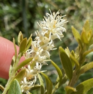 Orites lancifolius at Kosciuszko National Park, NSW - 21 Jan 2022 11:32 AM