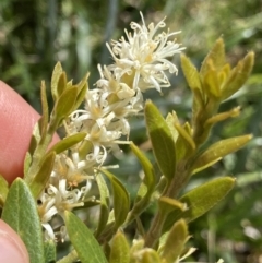 Orites lancifolius at Kosciuszko National Park, NSW - 21 Jan 2022 11:32 AM