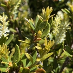 Orites lancifolius at Kosciuszko National Park, NSW - 21 Jan 2022 11:32 AM