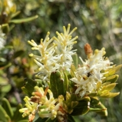 Orites lancifolius at Kosciuszko National Park, NSW - 21 Jan 2022 11:32 AM