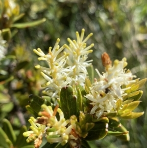 Orites lancifolius at Kosciuszko National Park, NSW - 21 Jan 2022 11:32 AM