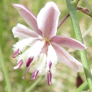 Arthropodium milleflorum at Cotter River, ACT - 20 Jan 2022