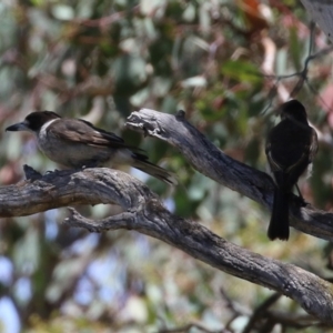 Cracticus torquatus at Jerrabomberra, ACT - 27 Jan 2022 12:33 PM