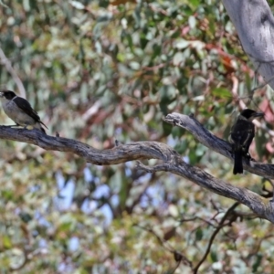 Cracticus torquatus at Jerrabomberra, ACT - 27 Jan 2022 12:33 PM