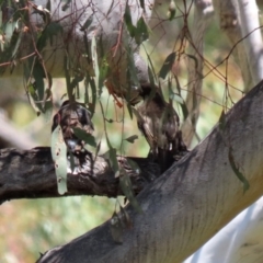 Cracticus torquatus at Jerrabomberra, ACT - 27 Jan 2022 12:33 PM