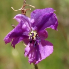 Arthropodium fimbriatum (Nodding Chocolate Lily) at Jerrabomberra, ACT - 27 Jan 2022 by RodDeb