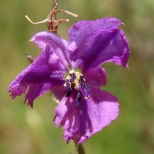 Arthropodium fimbriatum at Jerrabomberra, ACT - 27 Jan 2022 12:41 PM