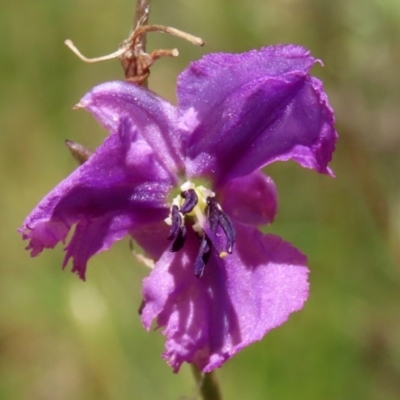 Arthropodium fimbriatum (Nodding Chocolate Lily) at Jerrabomberra, ACT - 27 Jan 2022 by RodDeb