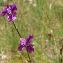 Arthropodium fimbriatum at Jerrabomberra, ACT - 27 Jan 2022 12:41 PM