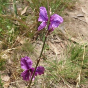 Arthropodium fimbriatum at Jerrabomberra, ACT - 27 Jan 2022 12:41 PM