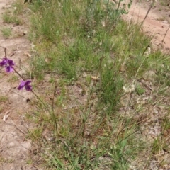 Arthropodium fimbriatum at Jerrabomberra, ACT - 27 Jan 2022 12:41 PM