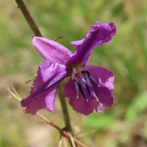 Arthropodium fimbriatum at Jerrabomberra, ACT - 27 Jan 2022 12:41 PM