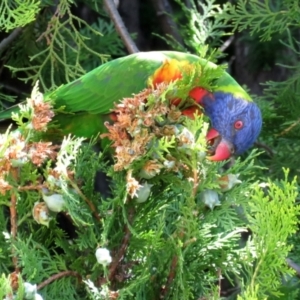 Trichoglossus moluccanus at Macarthur, ACT - 27 Jan 2022