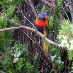 Trichoglossus moluccanus at Macarthur, ACT - 27 Jan 2022