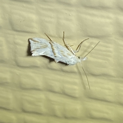 Heliocosma argyroleuca (A tortrix or leafroller moth) at Numeralla, NSW - 27 Jan 2022 by Steve_Bok