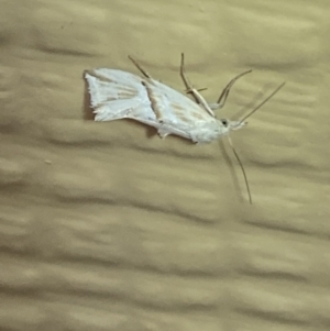 Heliocosma argyroleuca at Numeralla, NSW - 27 Jan 2022