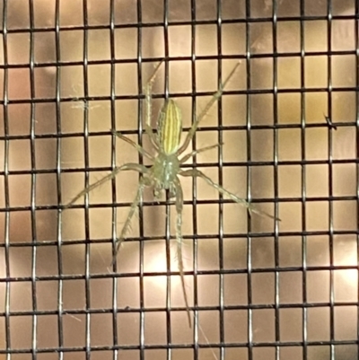 Oxyopes sp. (genus) (Lynx spider) at Numeralla, NSW - 27 Jan 2022 by Steve_Bok