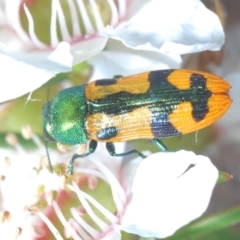 Castiarina scalaris (Scalaris jewel beetle) at Paddys River, ACT - 25 Jan 2022 by Harrisi