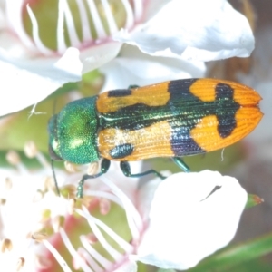 Castiarina scalaris at Paddys River, ACT - 25 Jan 2022 11:54 PM