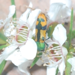 Castiarina scalaris at Paddys River, ACT - 25 Jan 2022 11:54 PM