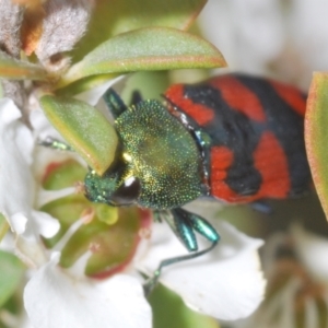 Castiarina delectabilis at Paddys River, ACT - 25 Jan 2022