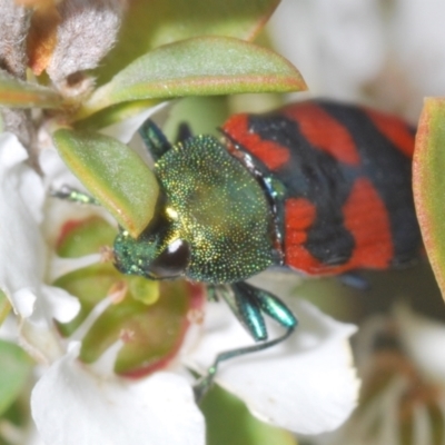 Castiarina delectabilis (A jewel beetle) at Paddys River, ACT - 25 Jan 2022 by Harrisi