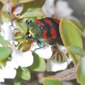 Castiarina delectabilis at Paddys River, ACT - 25 Jan 2022 05:28 PM