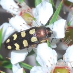 Castiarina decemmaculata (Ten-spot Jewel Beetle) at Paddys River, ACT - 25 Jan 2022 by Harrisi