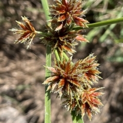 Cyperus lhotskyanus (A Sedge) at Tennent, ACT - 27 Jan 2022 by JaneR