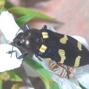 Castiarina australasiae at Paddys River, ACT - 25 Jan 2022