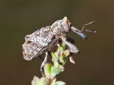 Orthorhinus cylindrirostris (Elephant Weevil) at Paddys River, ACT - 25 Jan 2022 by Harrisi