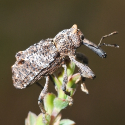 Orthorhinus cylindrirostris (Elephant Weevil) at Paddys River, ACT - 25 Jan 2022 by Harrisi