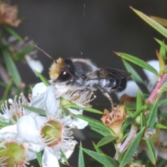 Megachile lucidiventris at Paddys River, ACT - 25 Jan 2022 04:09 PM