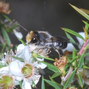 Megachile lucidiventris at Paddys River, ACT - 25 Jan 2022