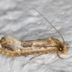 Moerarchis inconcisella (A tineid moth) at Melba, ACT - 8 Nov 2021 by kasiaaus