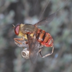 Pelecorhynchus rubidus (Ruby pelecorhynid) at Paddys River, ACT - 25 Jan 2022 by Harrisi