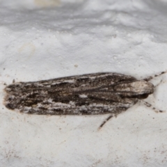 Ardozyga undescribed species nr amblopis (A Gelechioid moth) at Melba, ACT - 8 Nov 2021 by kasiaaus