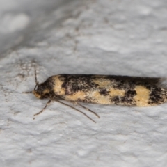 Barea (genus) at Melba, ACT - 8 Nov 2021 10:14 PM