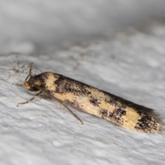 Barea (genus) at Melba, ACT - 8 Nov 2021 10:14 PM