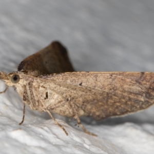 Anachloris uncinata at Melba, ACT - 8 Nov 2021 11:42 PM