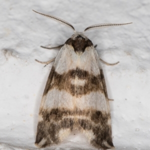 Thallarcha albicollis at Melba, ACT - 8 Nov 2021 11:38 PM