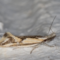 Thema macroscia (A concealer moth) at Melba, ACT - 8 Nov 2021 by kasiaaus