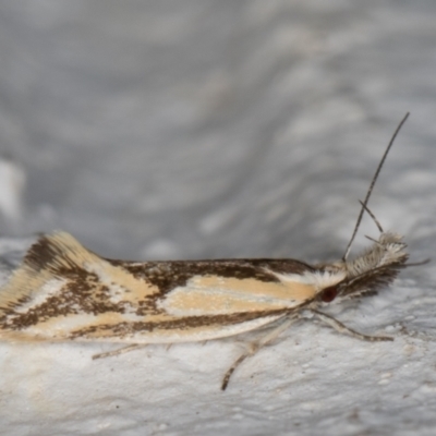 Thema macroscia (A concealer moth) at Melba, ACT - 8 Nov 2021 by kasiaaus