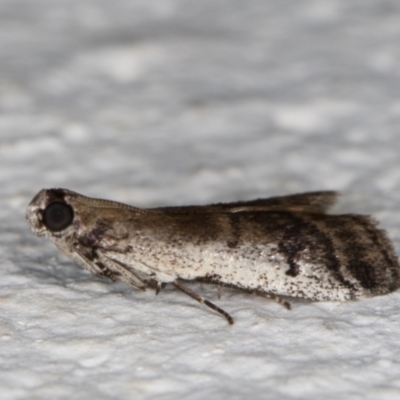 Creobota apodectum (a Phycitinae moth) at Melba, ACT - 8 Nov 2021 by kasiaaus