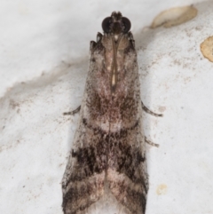 Creobota apodectum at Melba, ACT - 8 Nov 2021