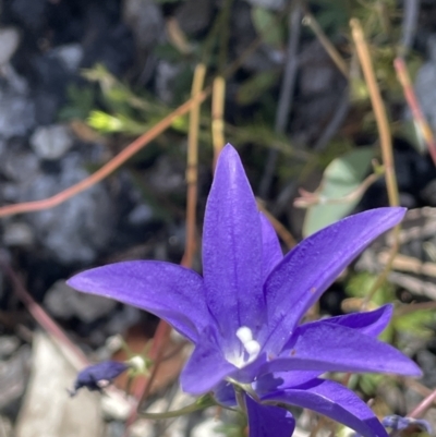 Wahlenbergia gloriosa (Royal Bluebell) at Tennent, ACT - 27 Jan 2022 by JaneR