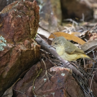 Acanthiza reguloides (Buff-rumped Thornbill) at Paddys River, ACT - 22 Jan 2022 by trevsci