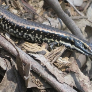 Eulamprus heatwolei at Cotter River, ACT - 27 Jan 2022